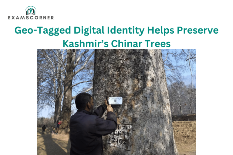 Geo-Tagged Digital Identity Helps Preserve Kashmir’s Chinar Trees